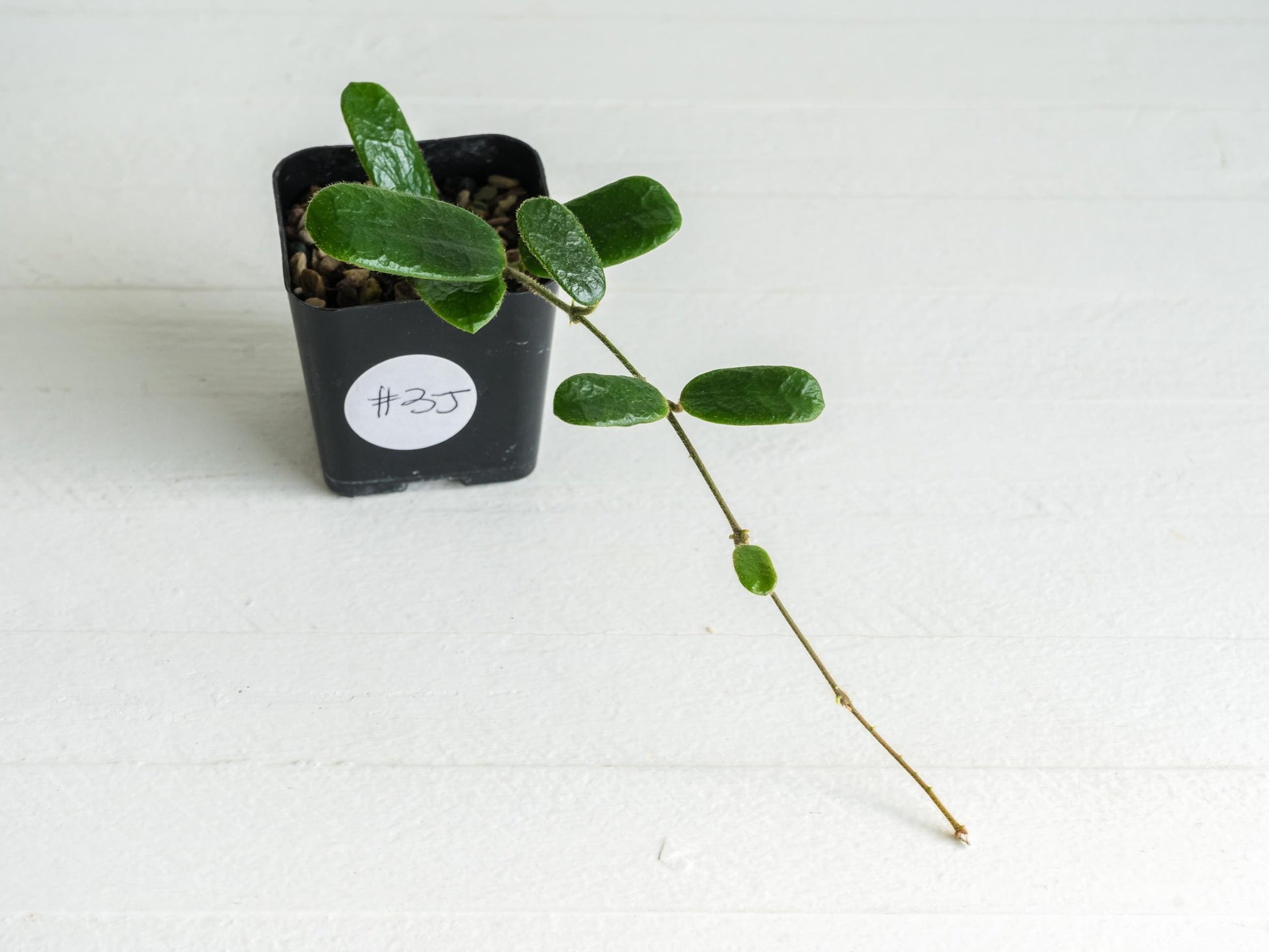 Hoya rotundiflora | 2-Inch