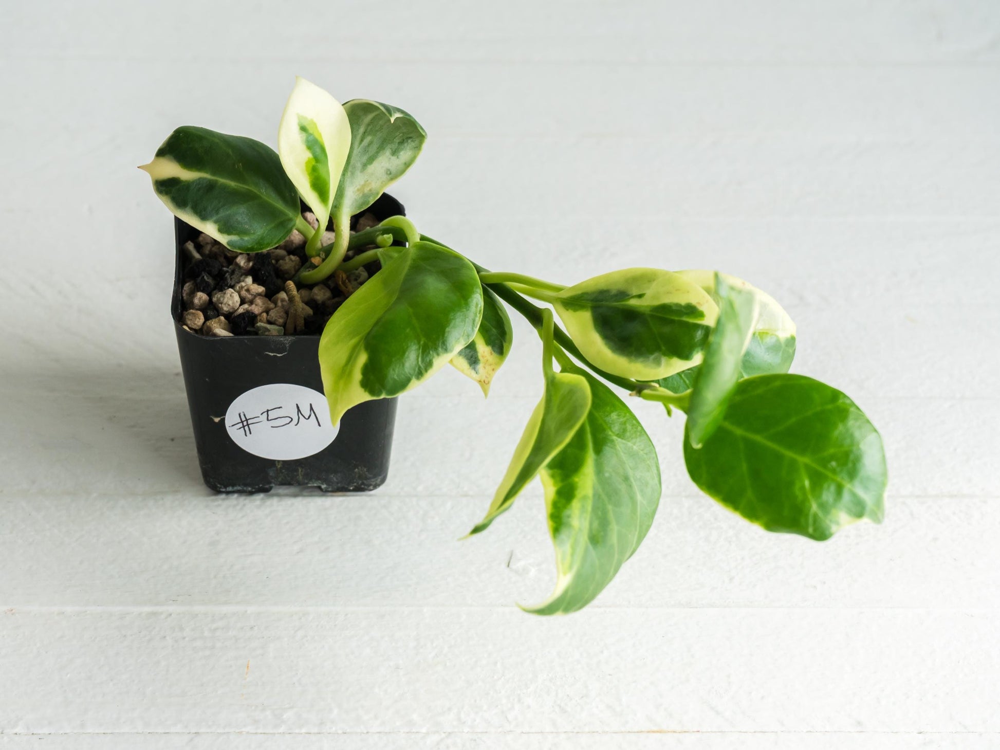 Hoya obscura (Albo | Outer Variegated) | 2-Inch