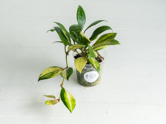 Hoya walliniana (Inner Variegated) | 2-Inch