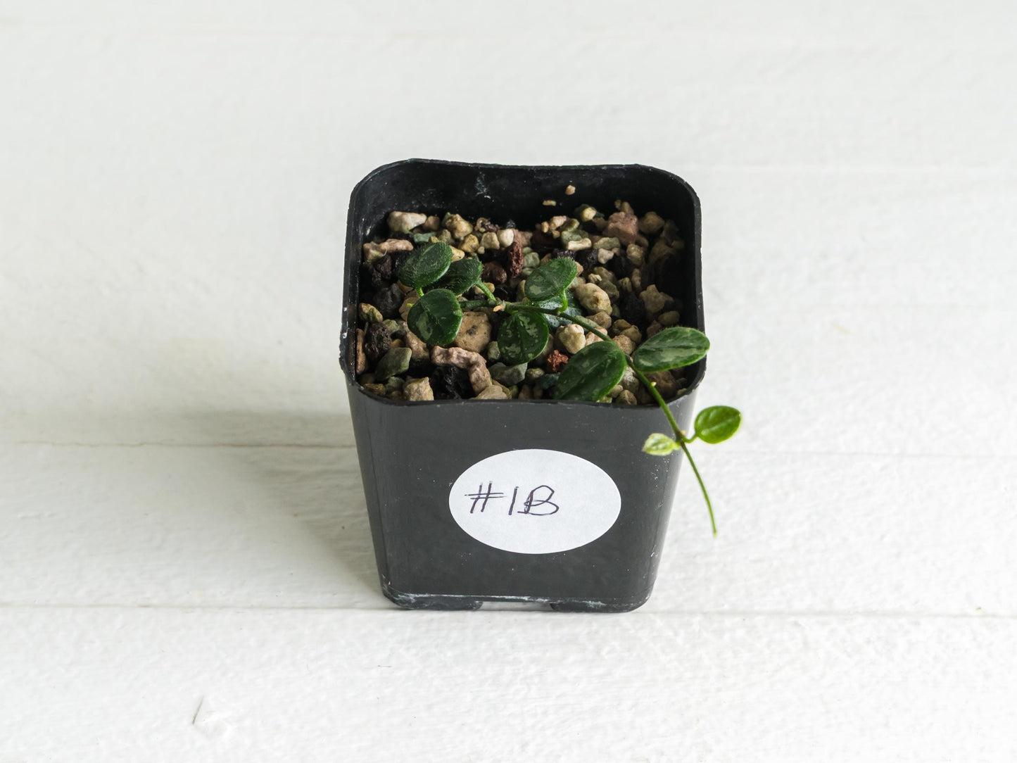 Hoya serpens (Splash) | 2-Inch