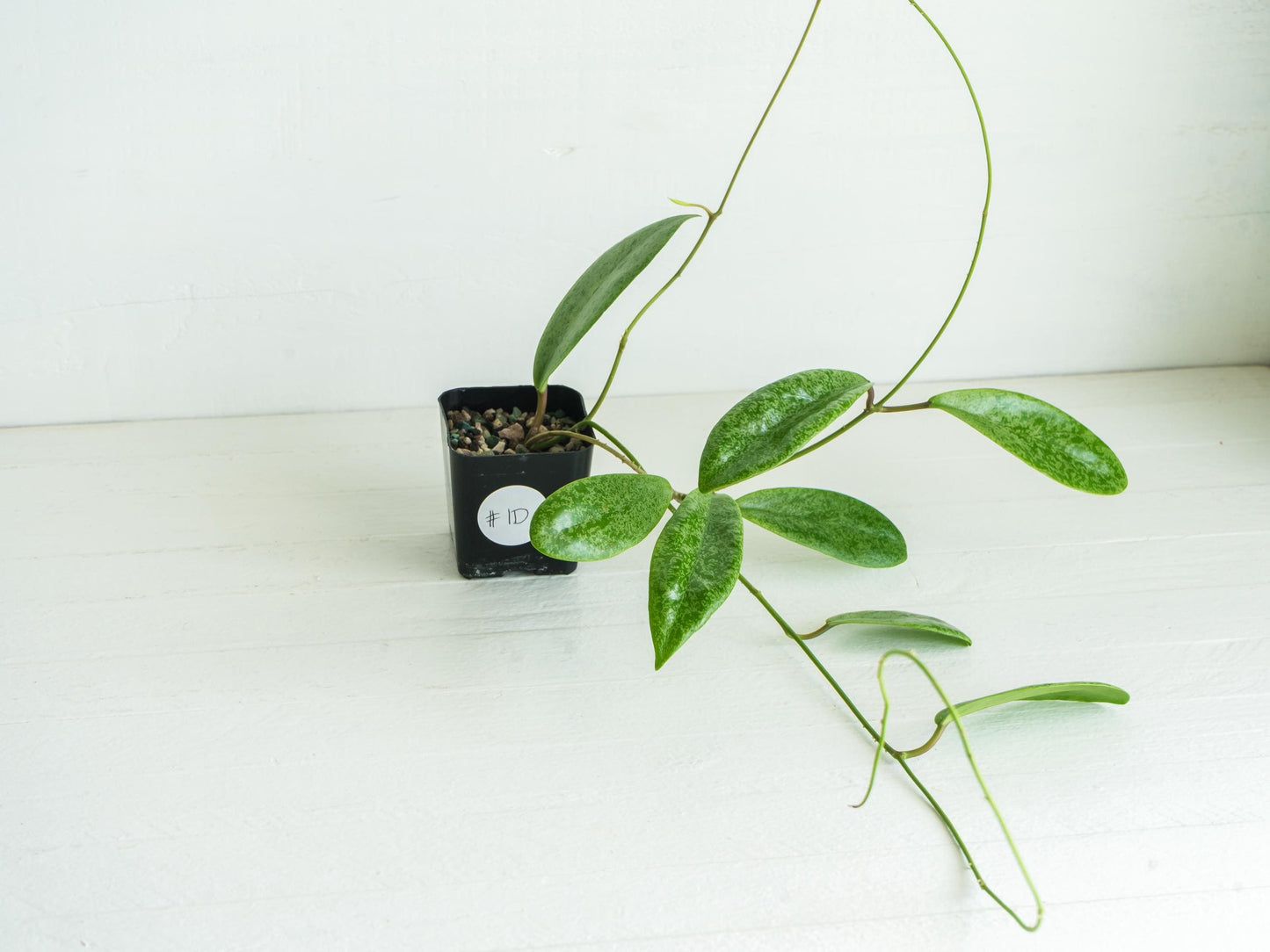 Hoya 'Jita Silver' WRX02-Silver-01 | 2-Inch