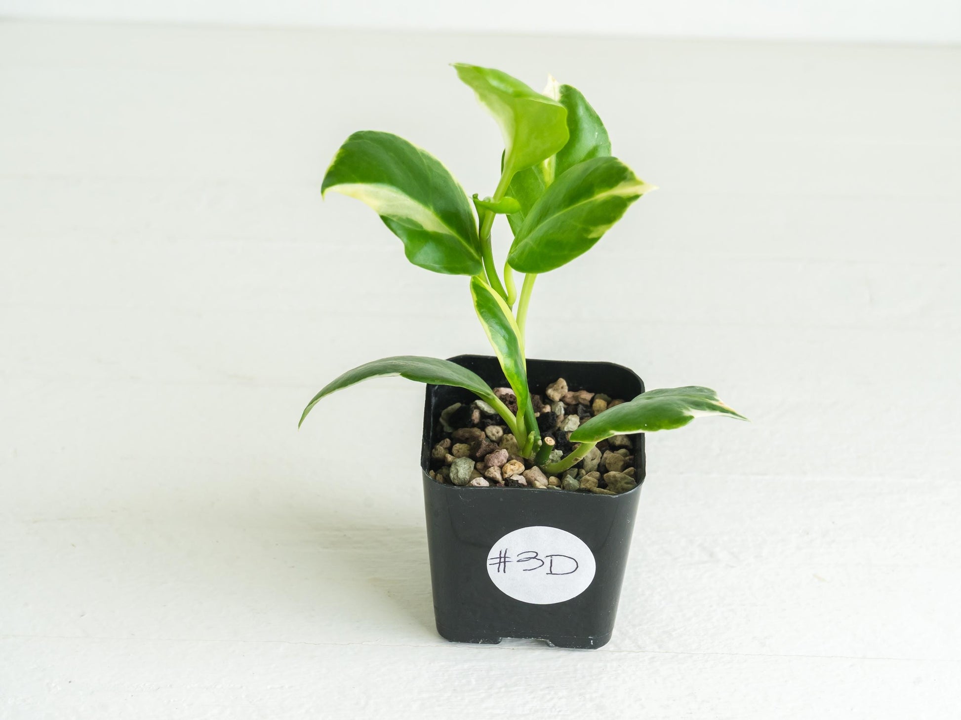 Hoya obscura (Albo | Outer Variegated) | 2-Inch
