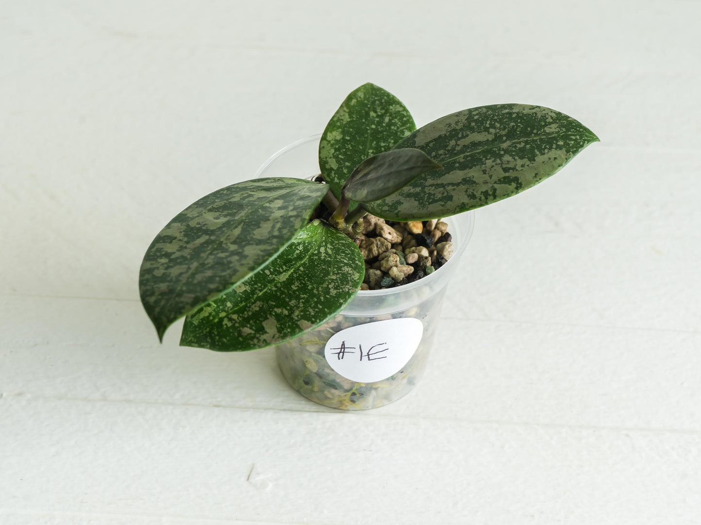 Hoya 'Wibergiae Round Leaf' (DMW-001-C) [verticillata (ex. wibergiea) x unknown] | 2-Inch