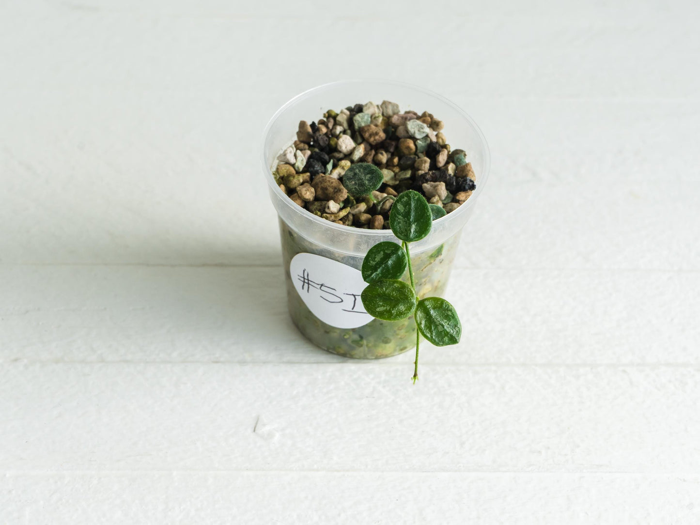 Hoya serpens (Splash) | 2-Inch