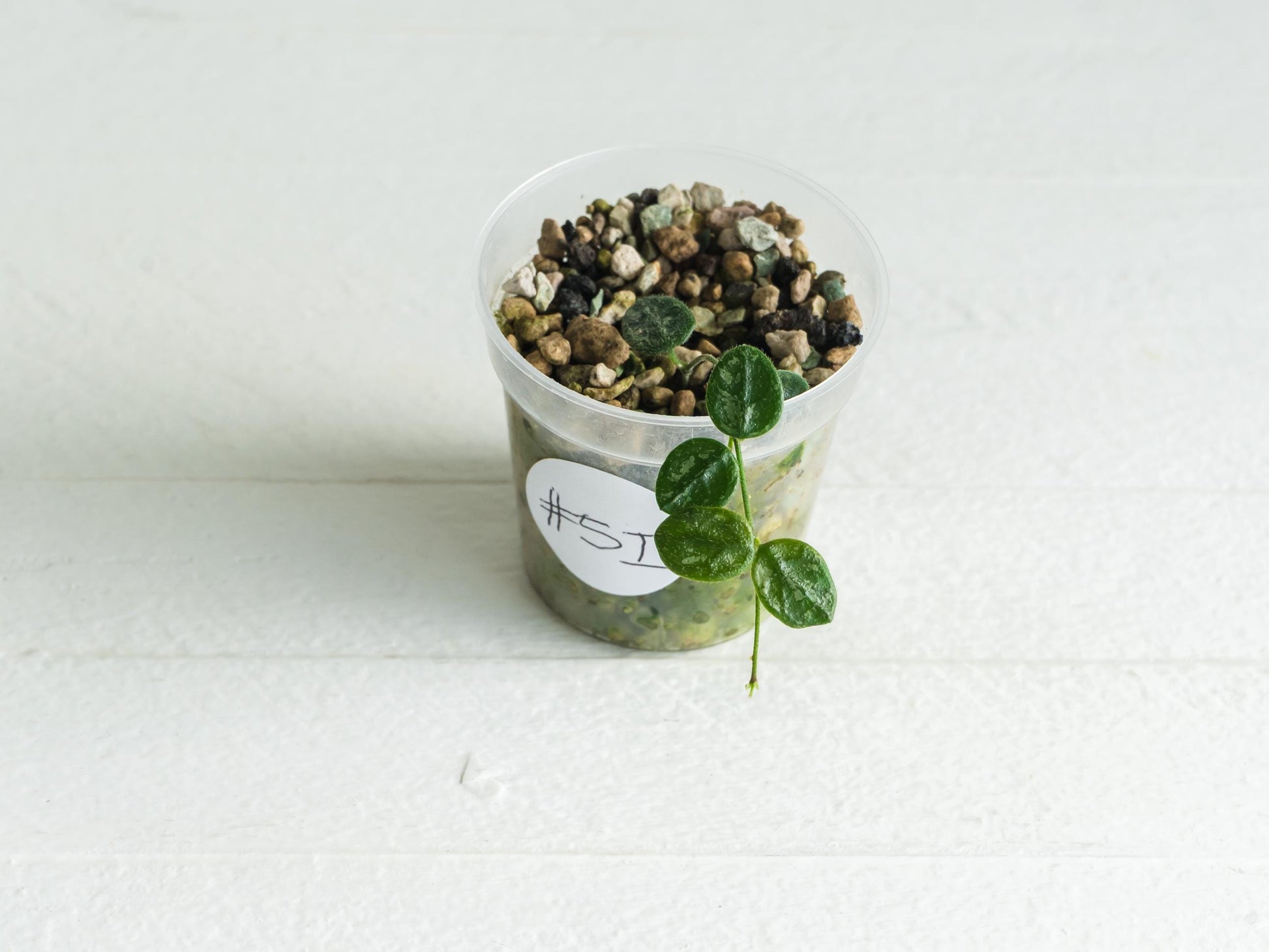 Hoya serpens (Splash) | 2-Inch