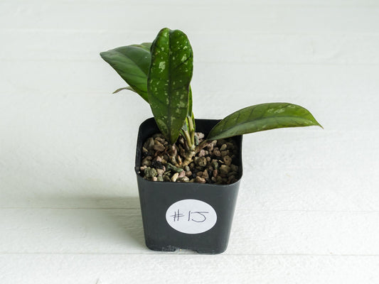 Hoya gunung gading | 2-Inch
