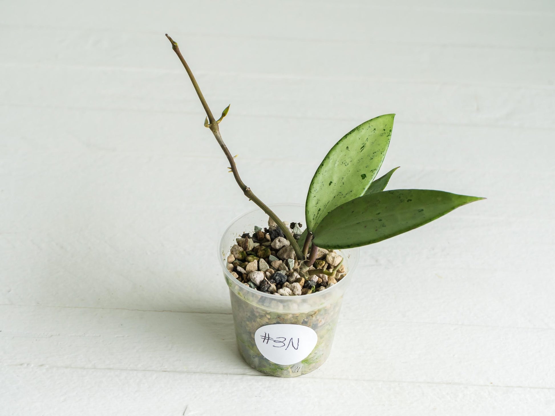 Hoya 'Snow Cui' (Silver) | 2-Inch