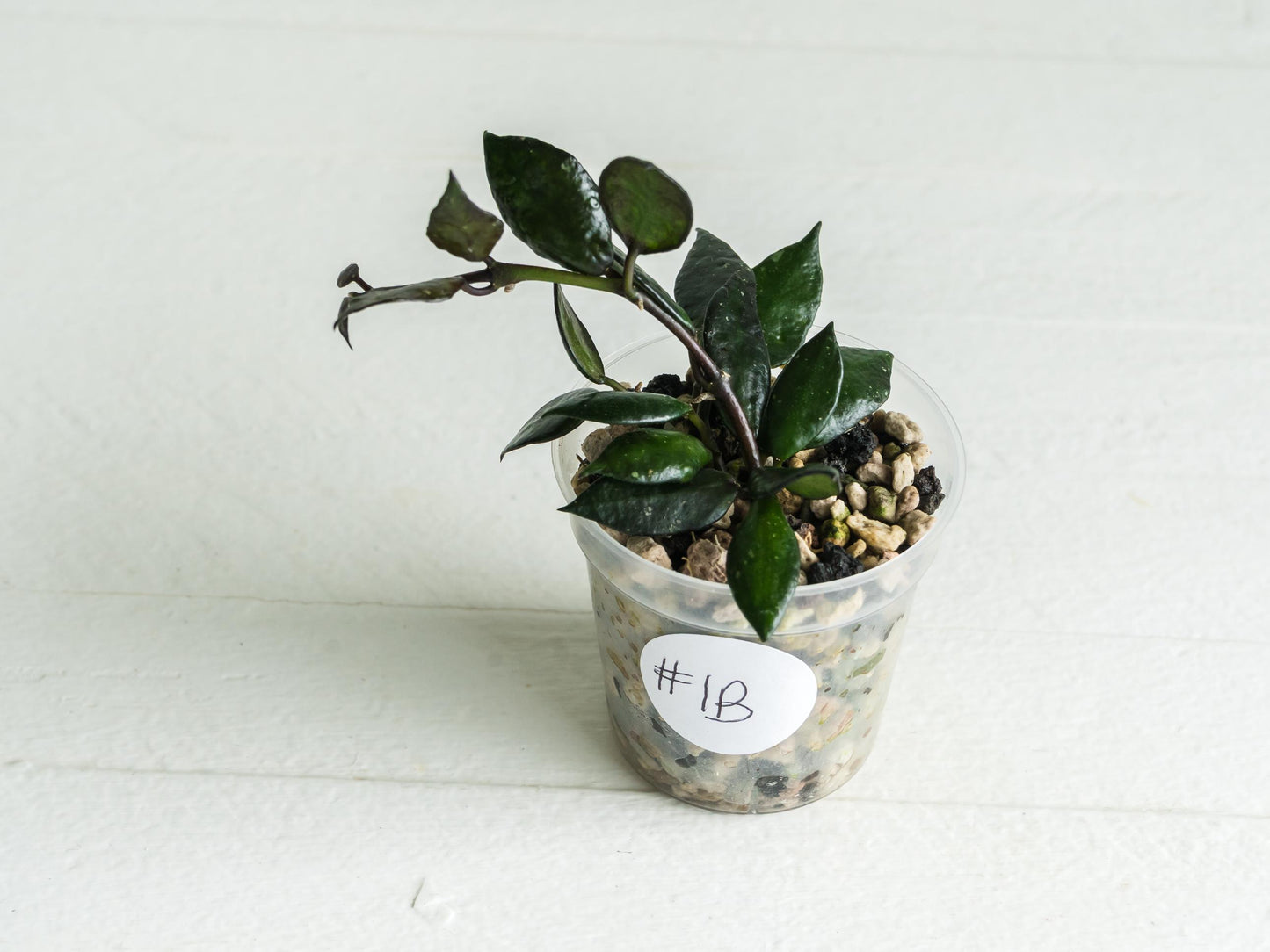 Hoya krohniana 'Black' | 2-Inch
