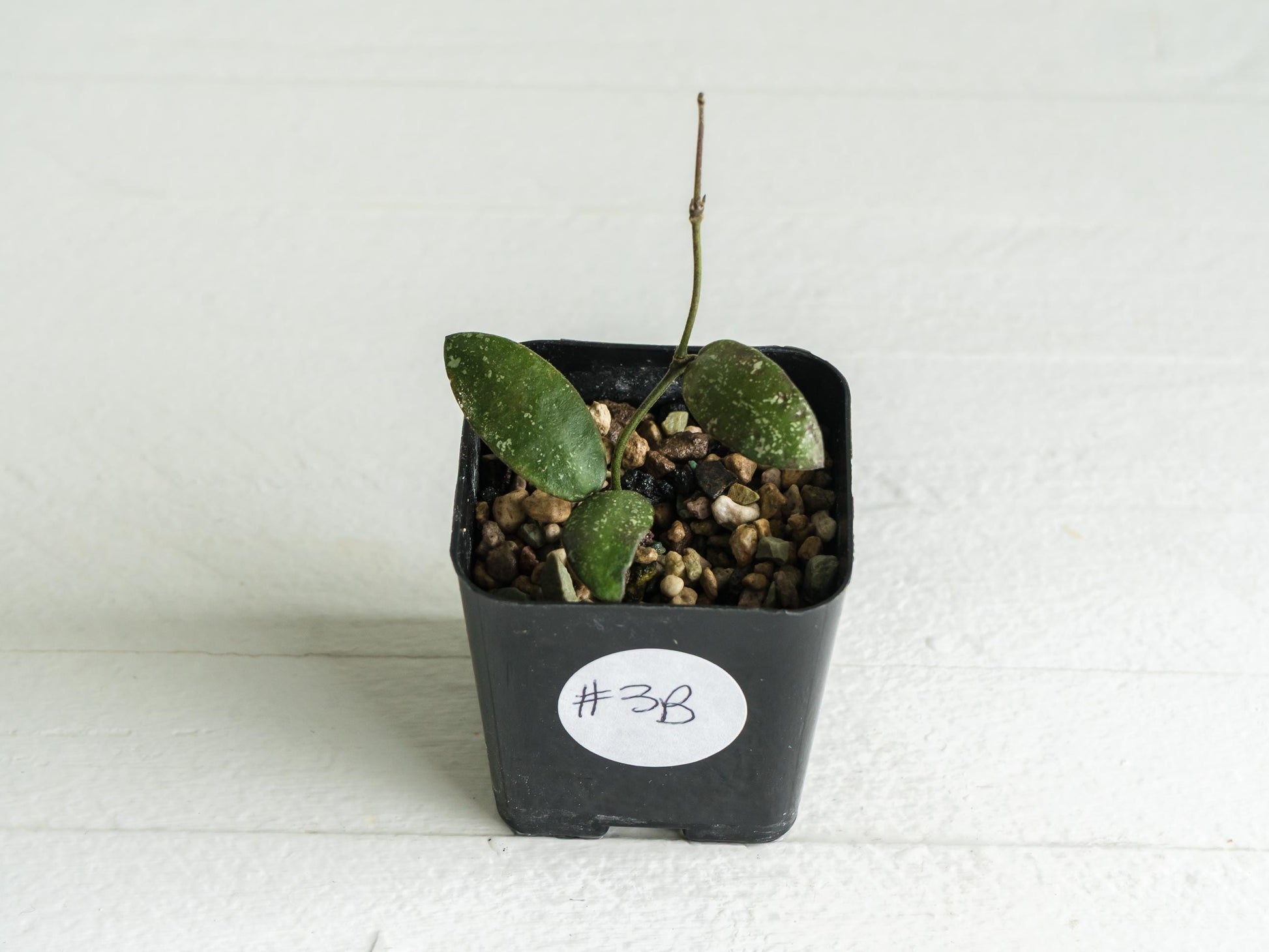 Hoya sigillatis 'Alas River' | 2-Inch