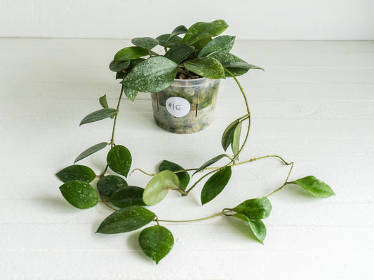 Hoya walliniana (Splash) | 3-Inch