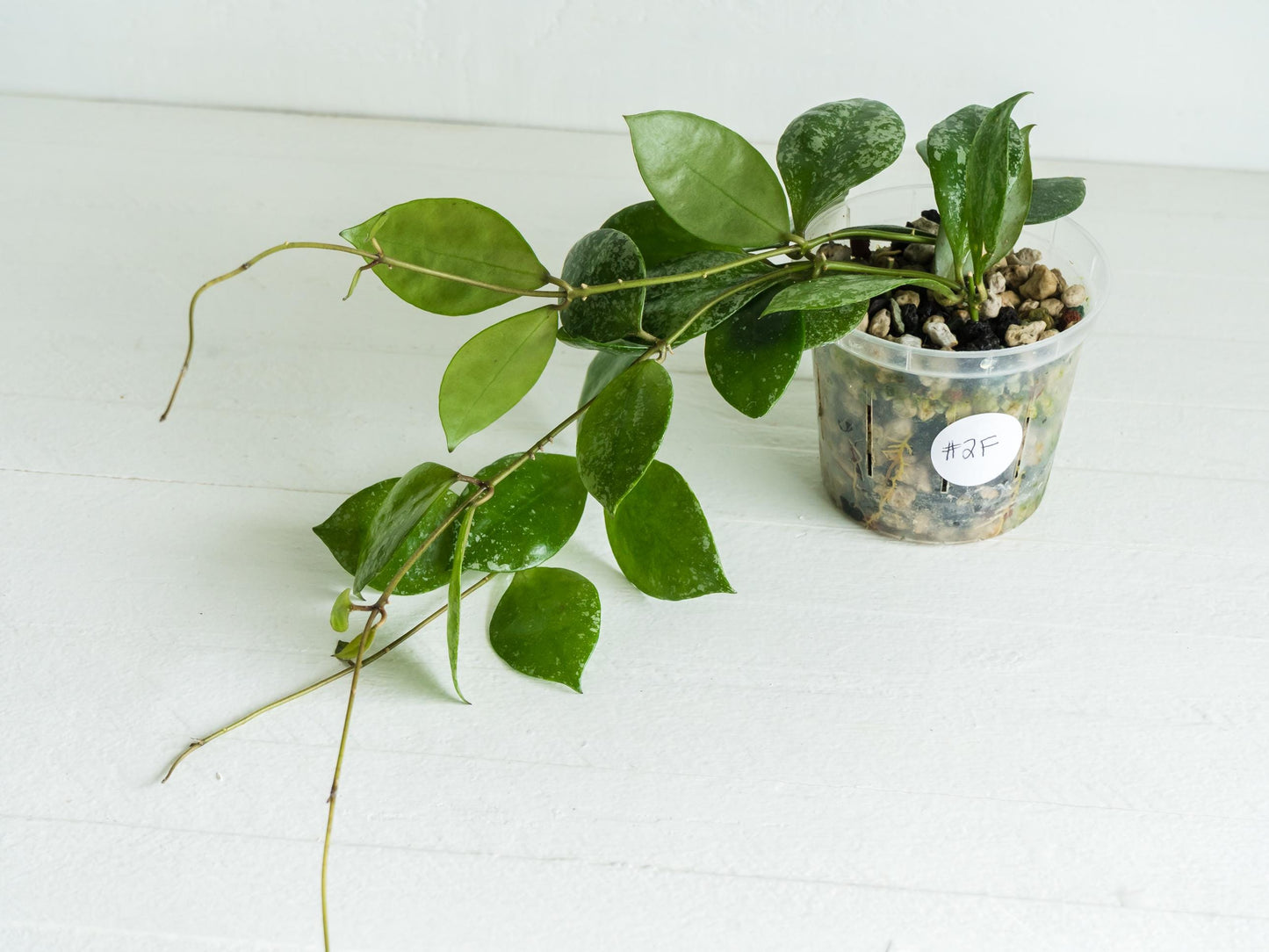 Hoya walliniana (Splash) | 3-Inch
