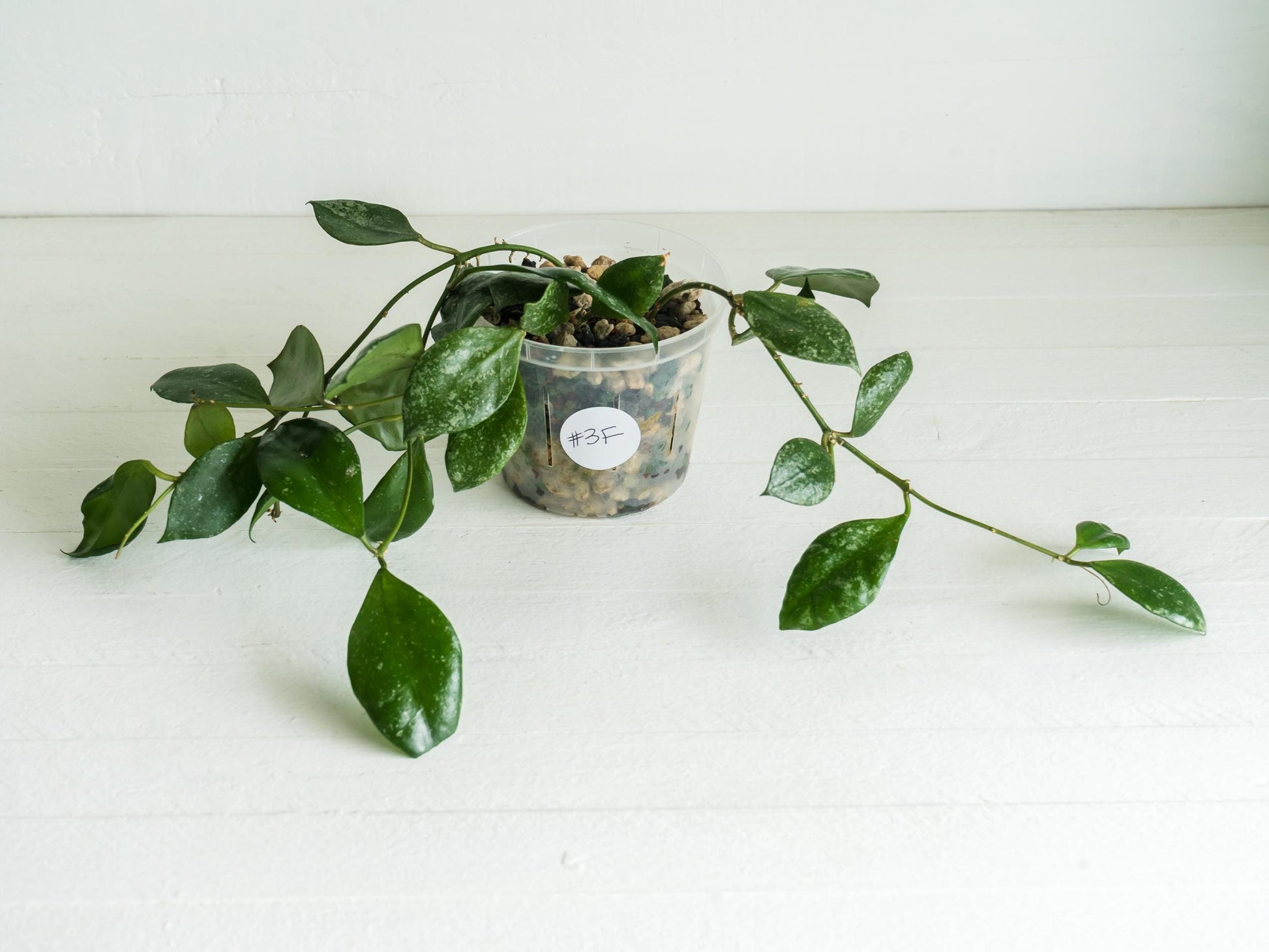 Hoya walliniana (Splash) | 3-Inch