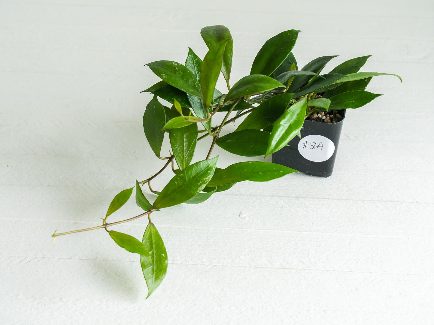 Hoya 'Rebecca' | 2-Inch