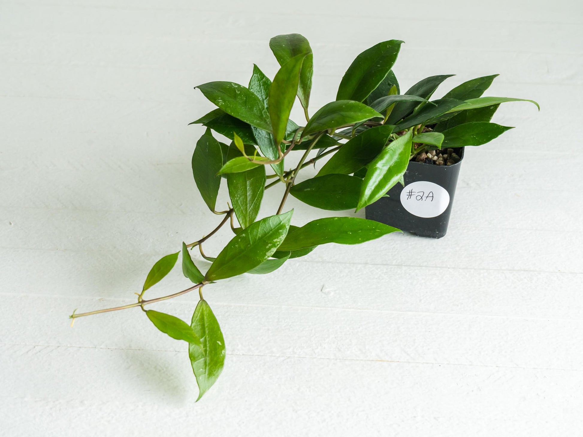 Hoya 'Rebecca' | 2-Inch