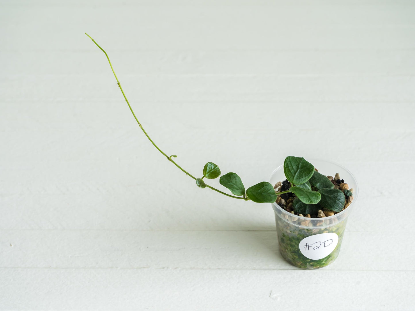 Hoya obcordata (aka nummularia) | 2-Inch