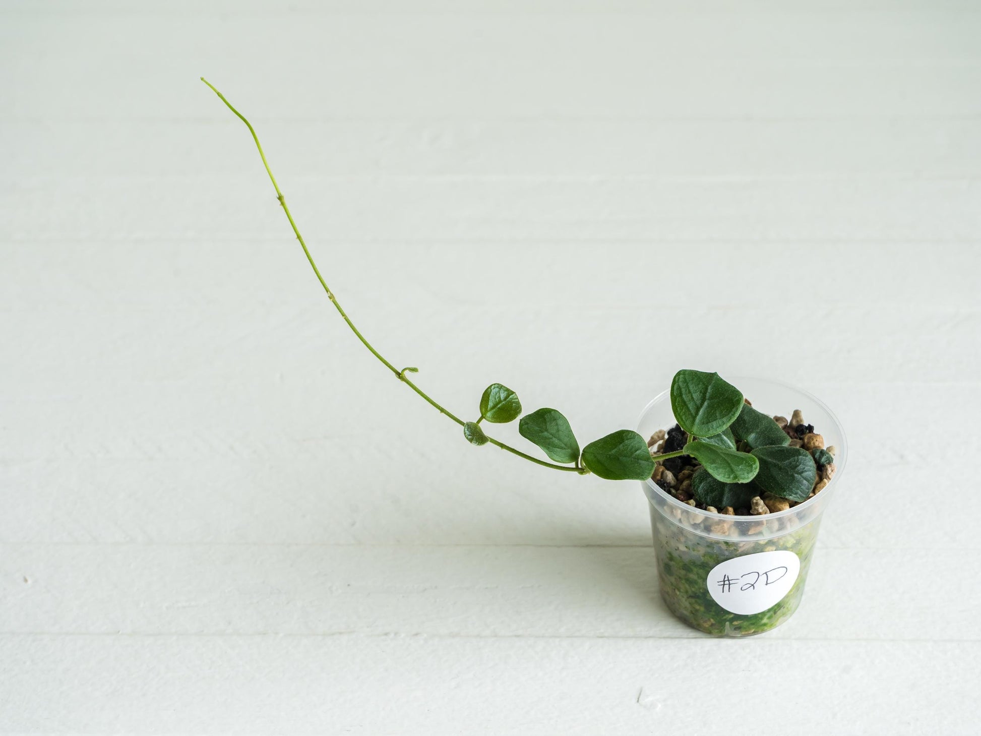 Hoya obcordata (aka nummularia) | 2-Inch