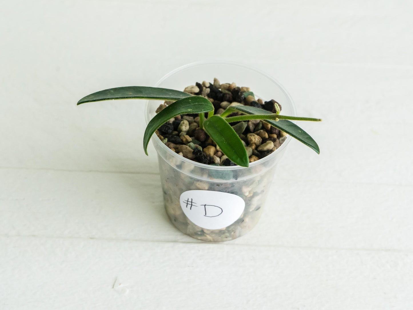 Hoya lyi (uncommon variety aka China) | 2-Inch