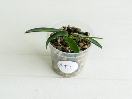 Hoya lyi (uncommon variety aka China) | 2-Inch