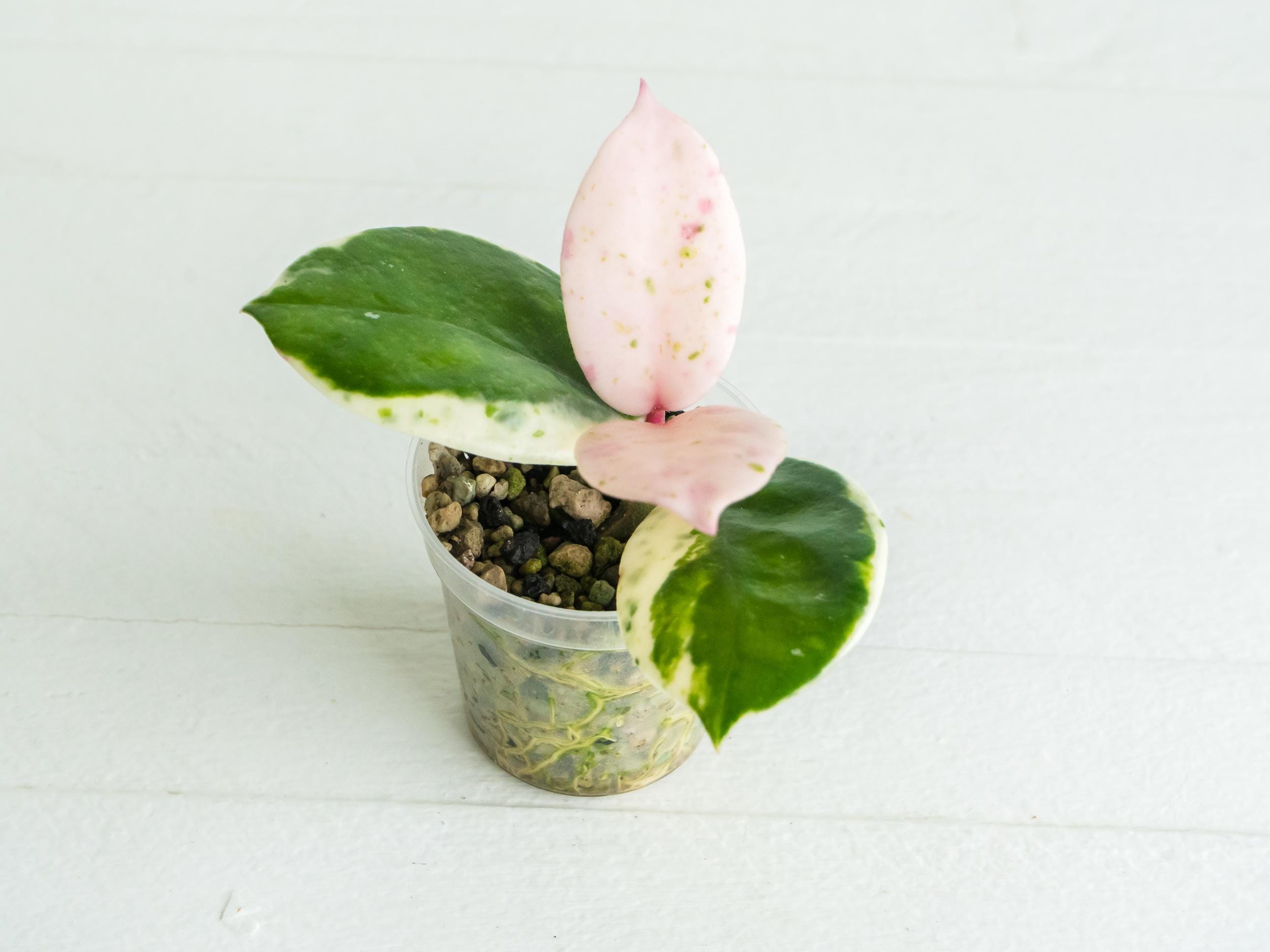 更*紗様 Hoya carnosa ' Madara  angel'　カ Hoya carnosa 'Madara Snow Angel' Rooted Cutting for Sale – Hoya