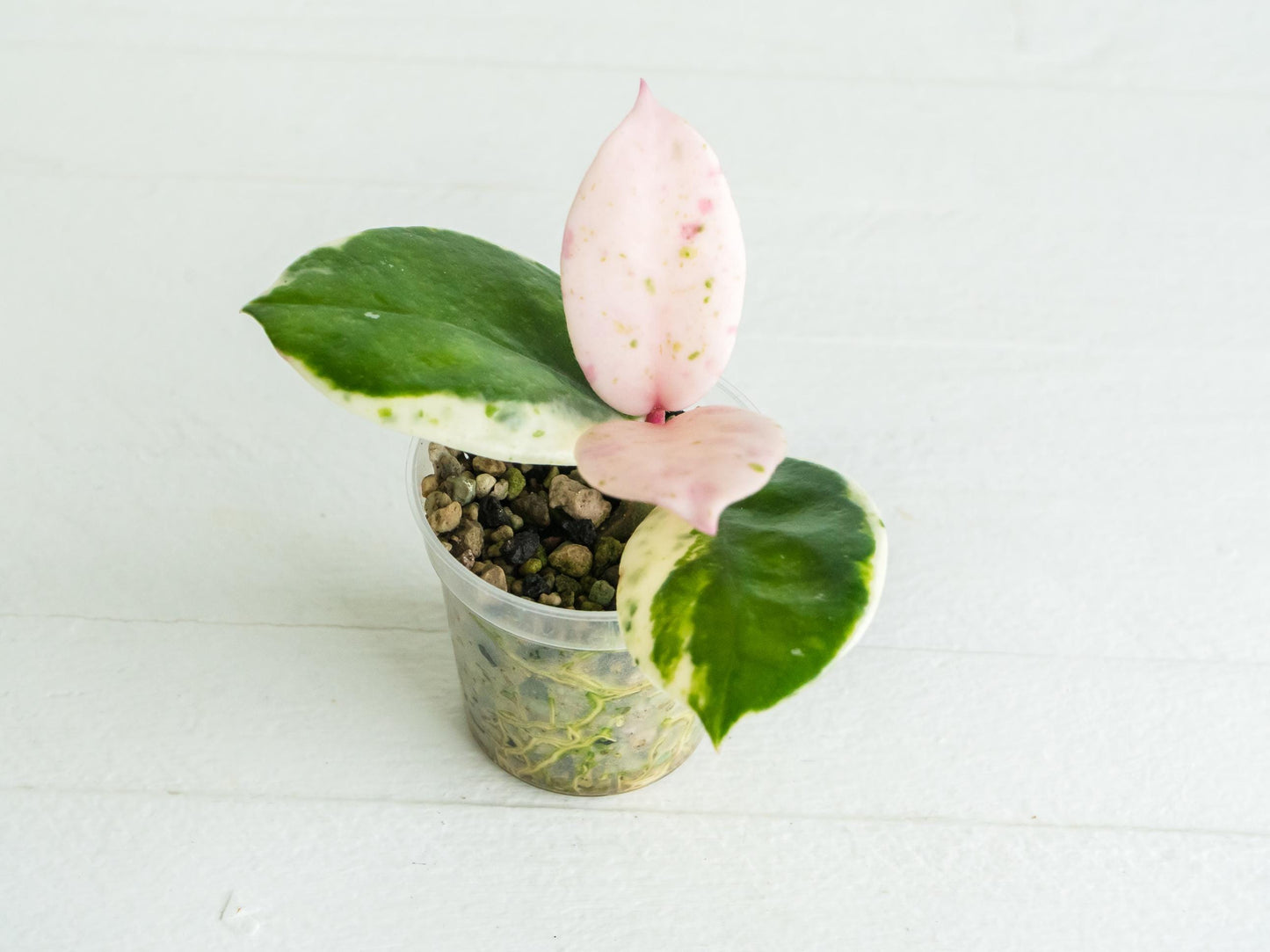 Hoya carnosa 'Madara Snow Angel' | 2-Inch