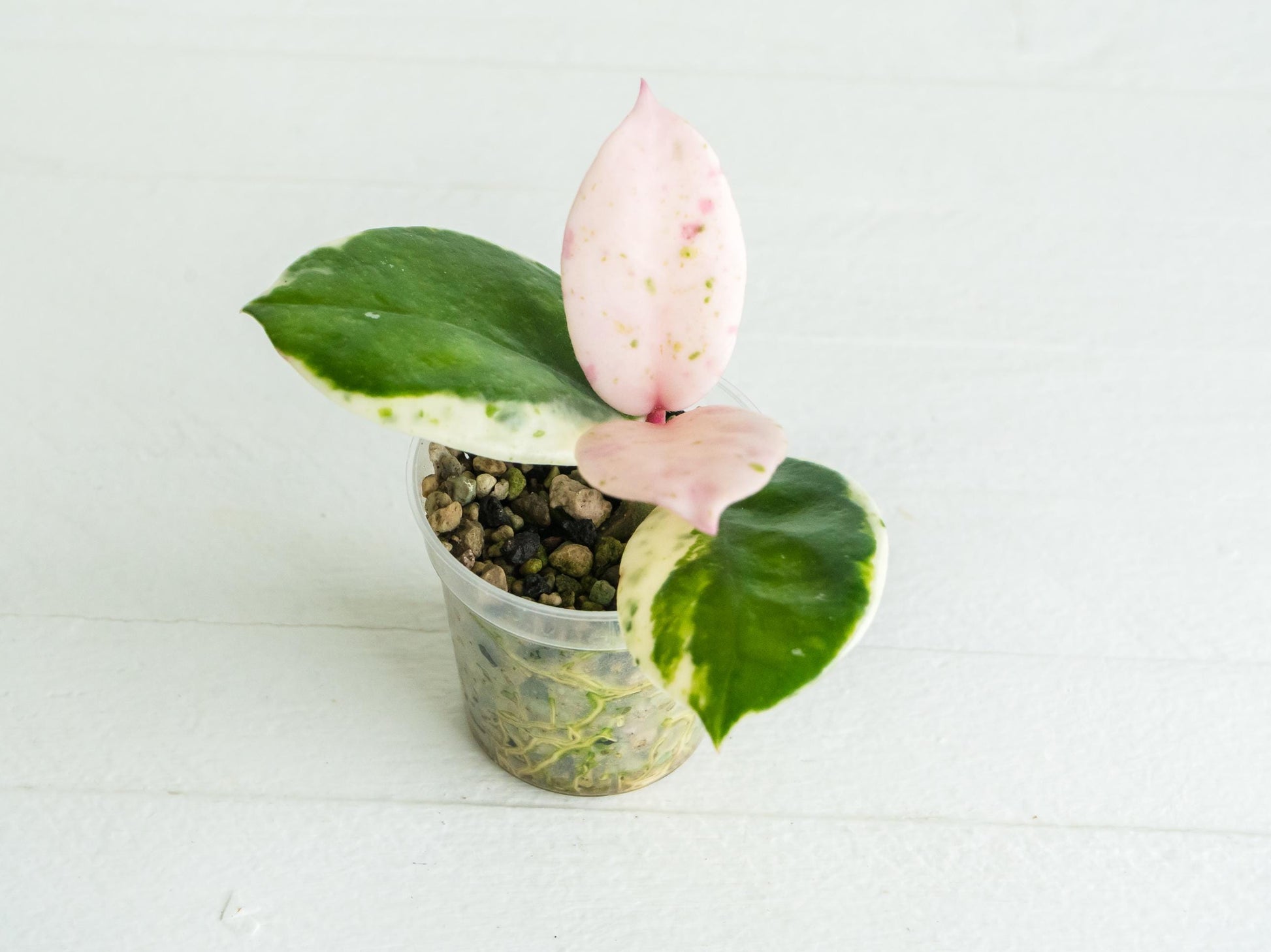 Hoya carnosa 'Madara Snow Angel' | 2-Inch