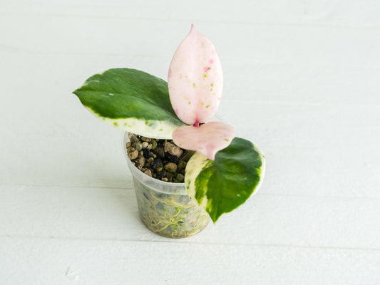Hoya carnosa 'Madara Snow Angel' | 2-Inch