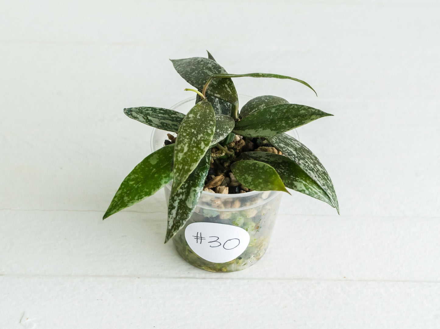 Hoya lacunosa 'Laos Full Splash' | 2-Inch