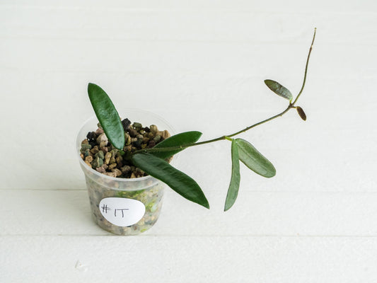 Hoya lyi | 2-Inch