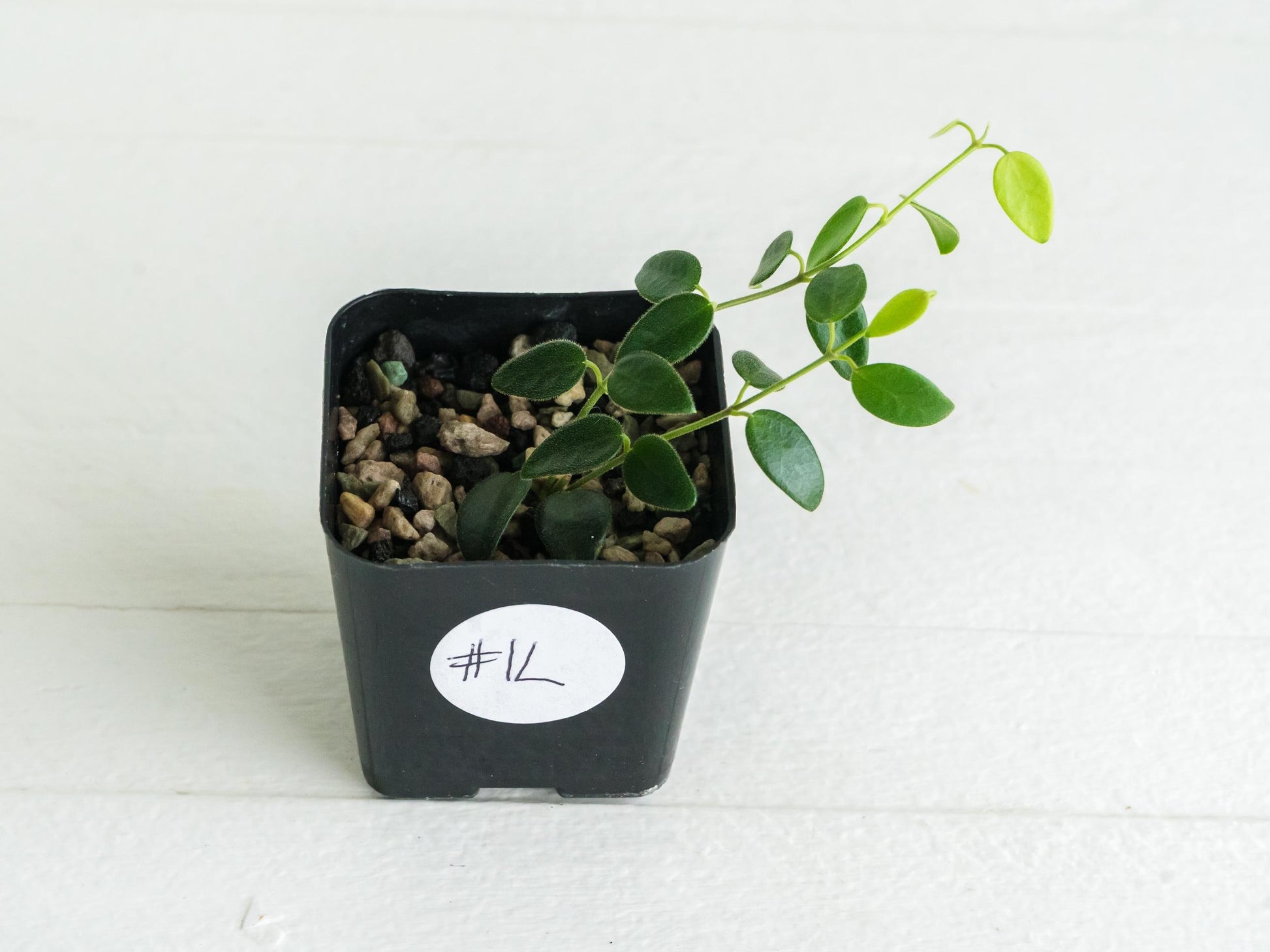 Hoya pulleana (IM-02) | 2-Inch