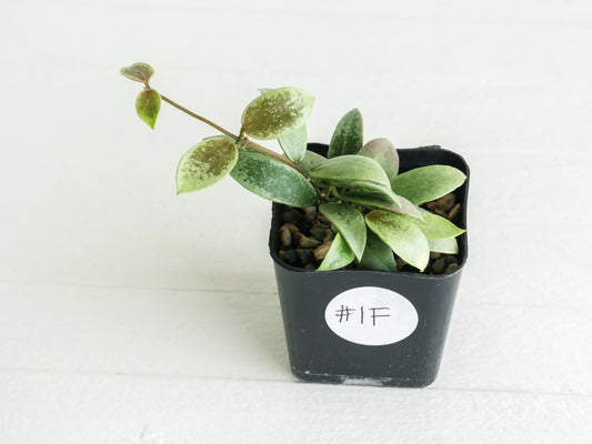 Hoya Kalimantan 'Coin' (Silver) | 2-Inch
