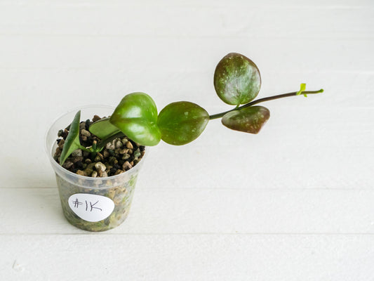 Hoya ‘Clamshell’ | 2-Inch
