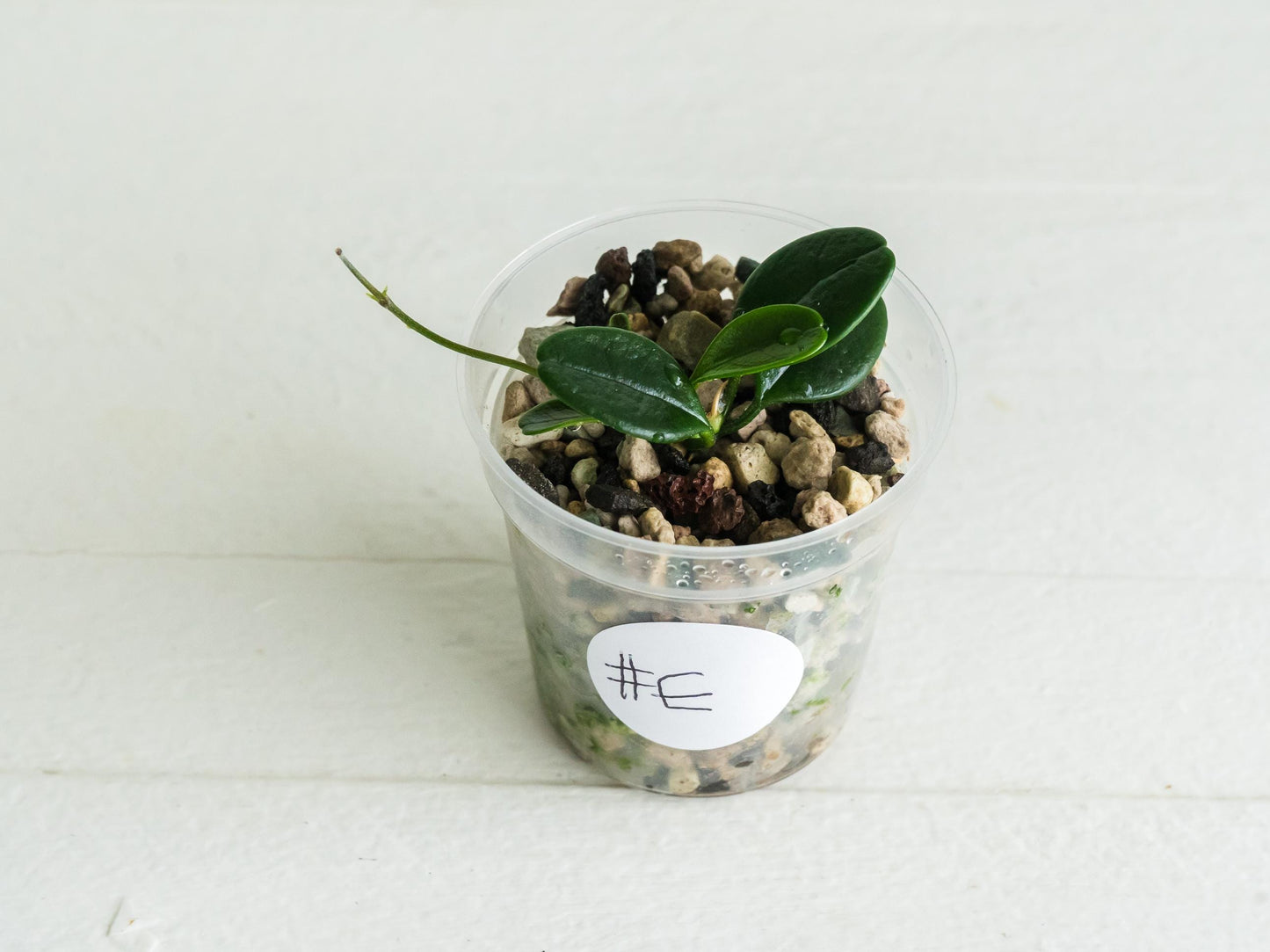 Hoya uniflora | 2-Inch