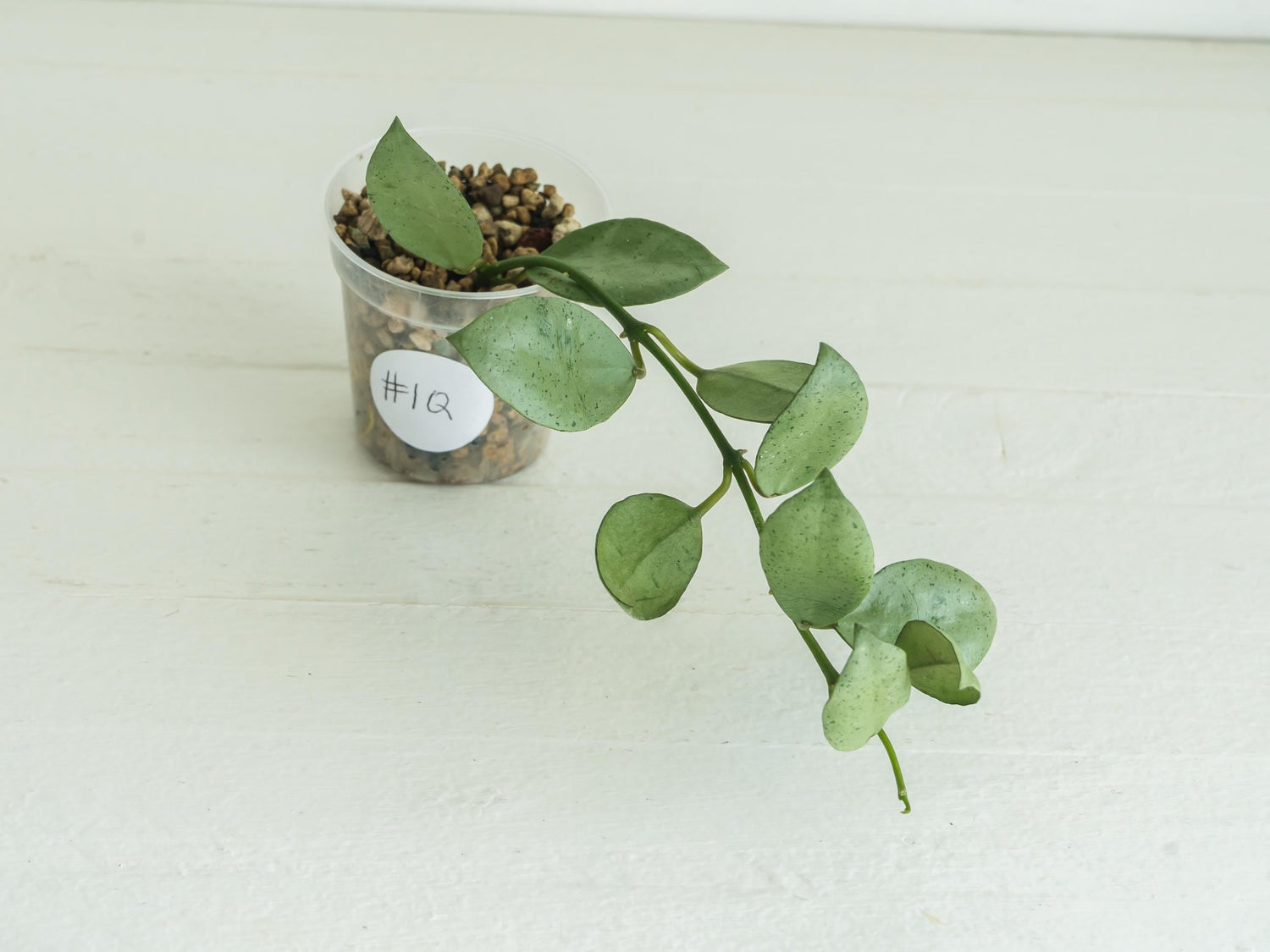 Hoya lacunosa 'Silver Mint Coin'