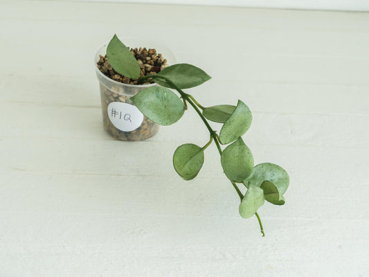 Hoya lacunosa 'Silver Mint Coin'