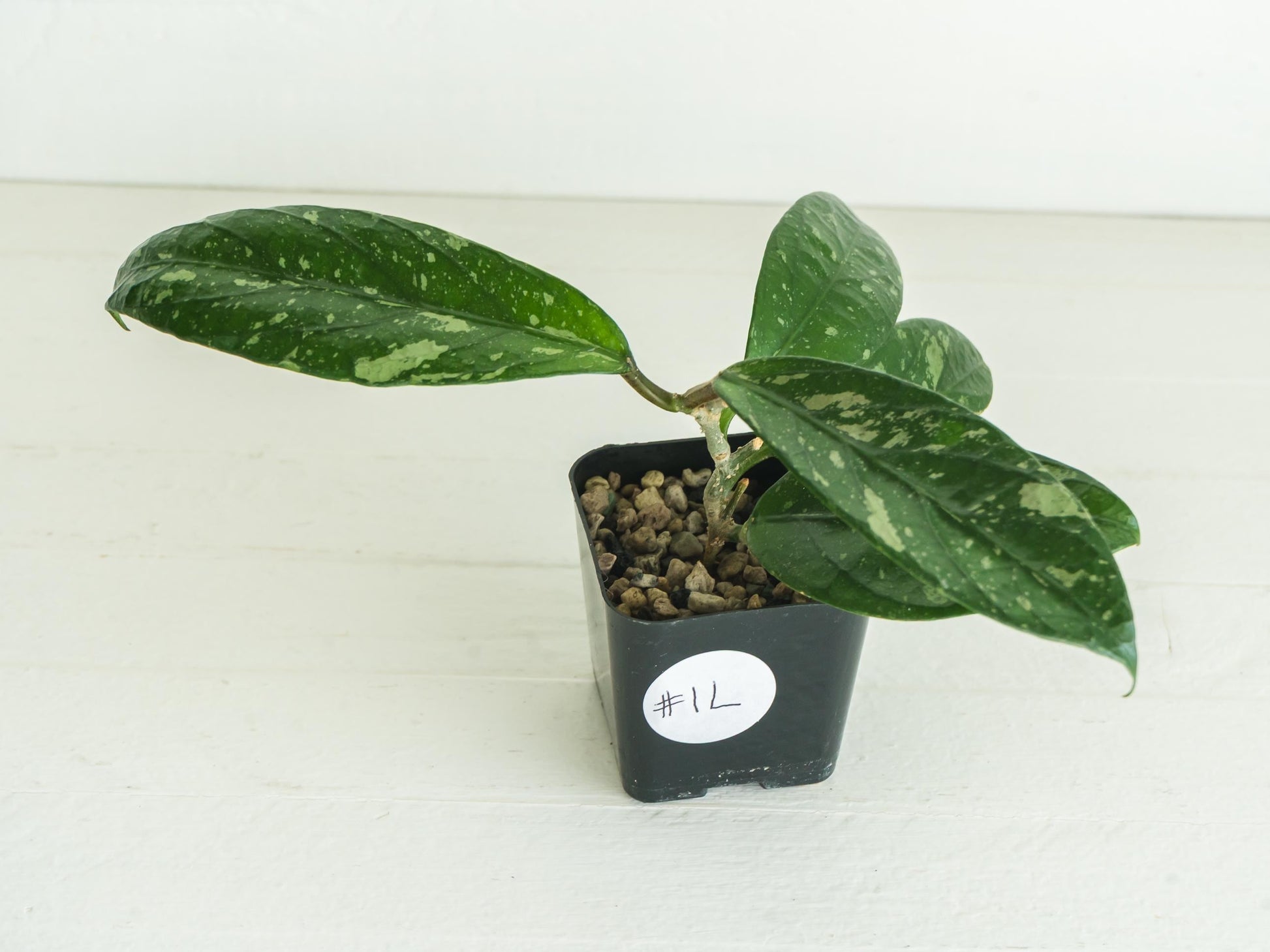 Hoya Lai Chau Splash | 2-Inch