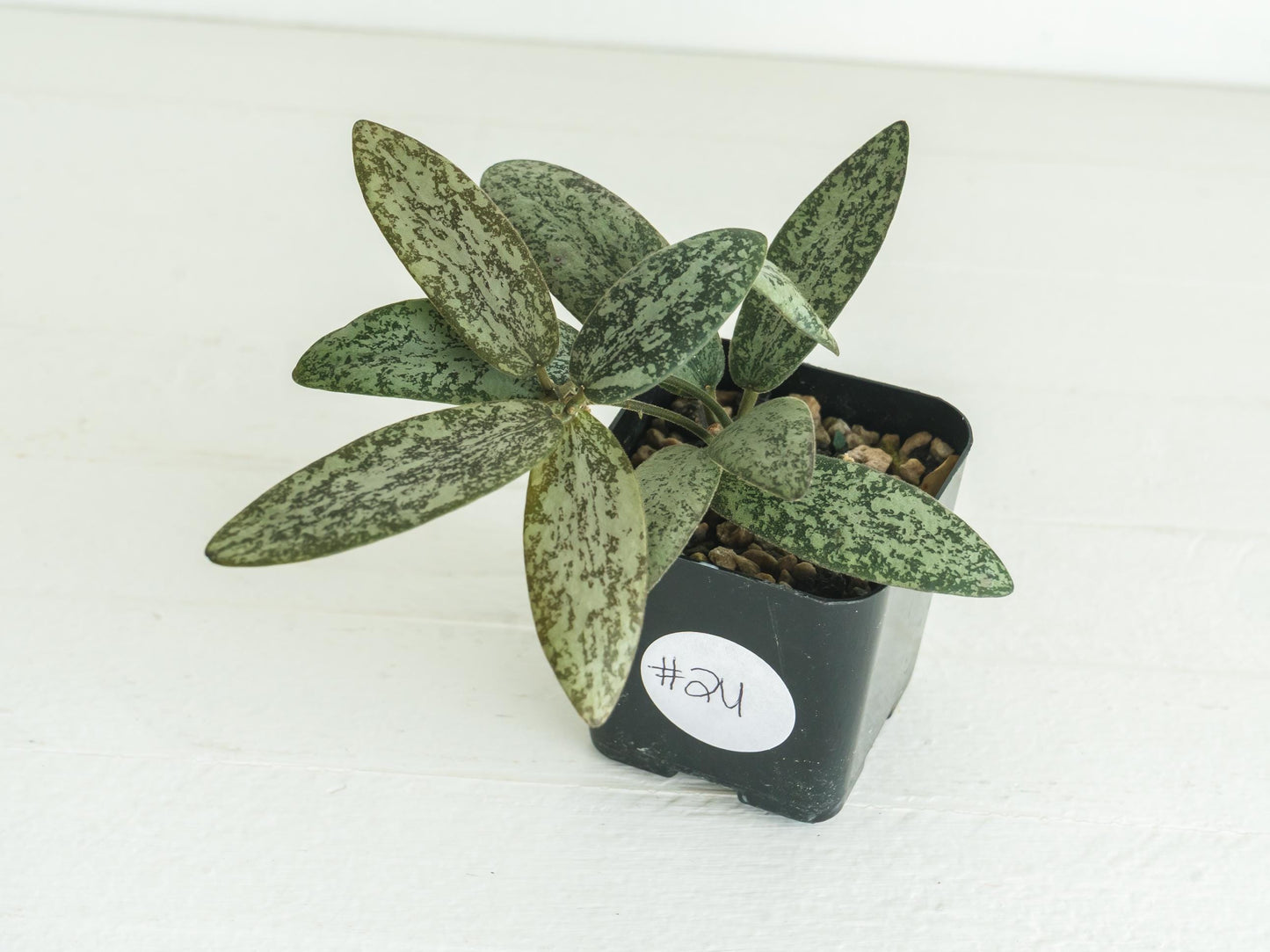 Hoya sigillatis 'Round Leaf' aka sigillatis (Silver) AH001 aka Borneo | 2-Inch