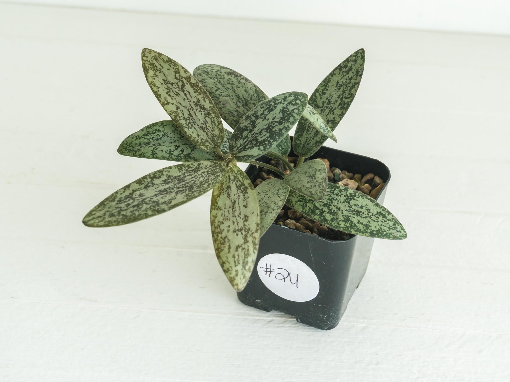 Hoya sigillatis 'Round Leaf' aka sigillatis (Silver) AH001 aka Borneo | 2-Inch