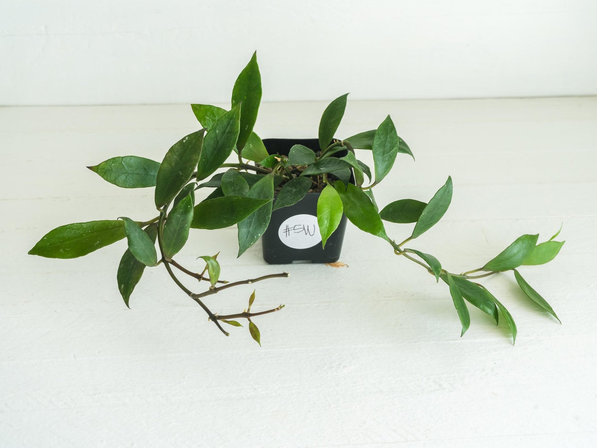 Hoya 'Rebecca' | 2-Inch