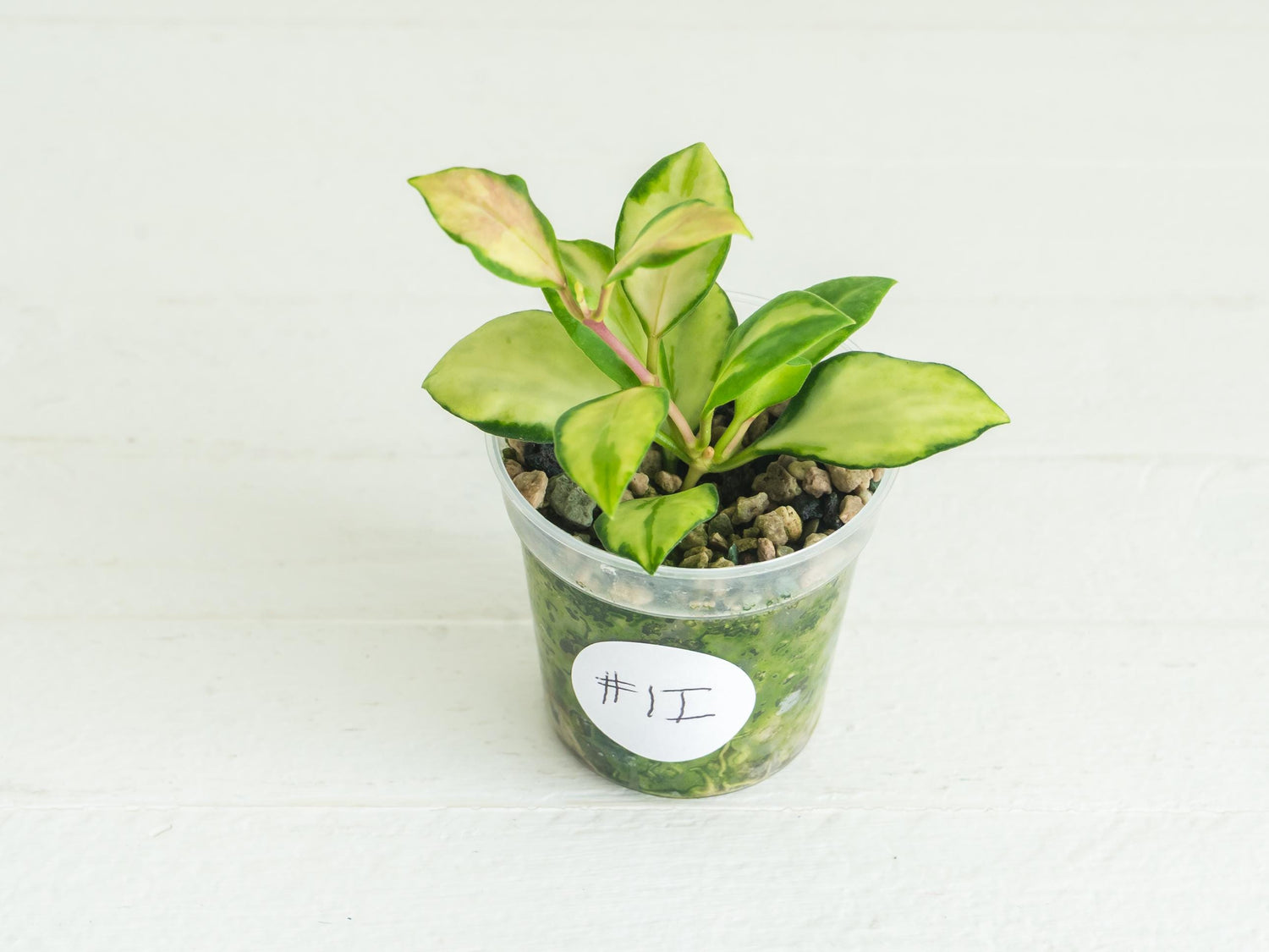 Hoya heuschkeliana (Inner Variegated) | 2-Inch