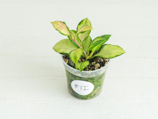 Hoya heuschkeliana (Inner Variegated) | 2-Inch