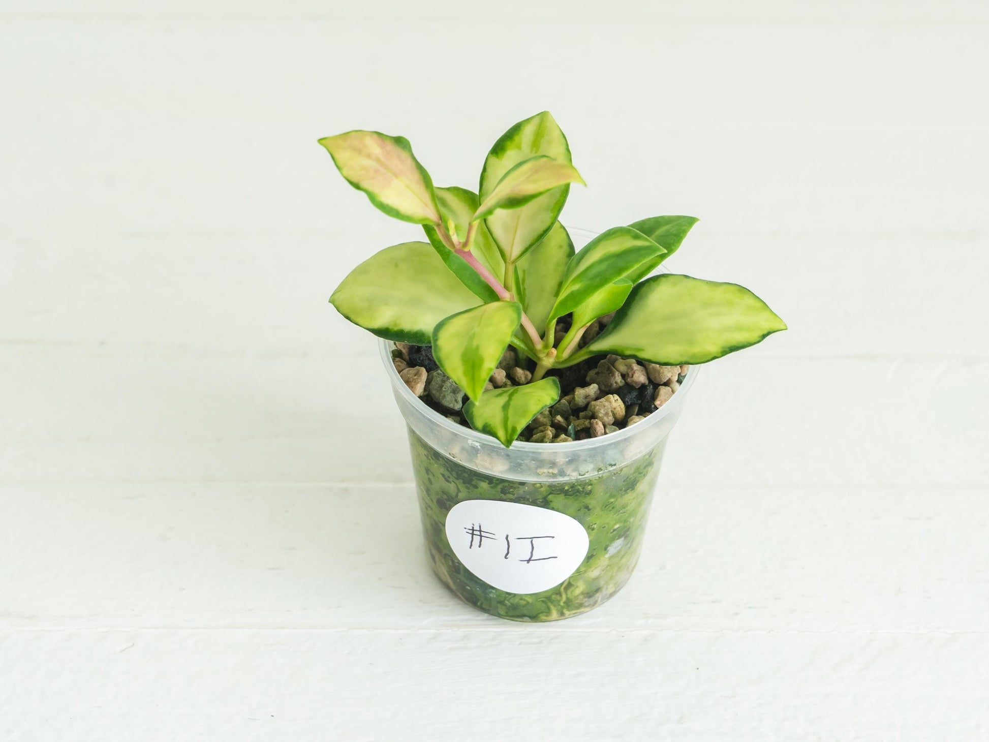 Hoya heuschkeliana (Inner Variegated) | 2-Inch