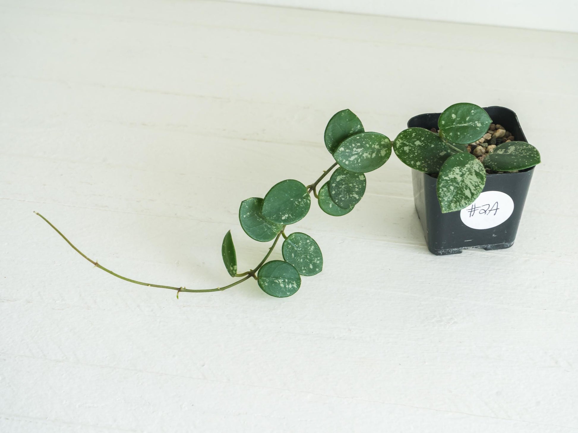 Hoya 'Mathilde' (Splash) | 2-Inch