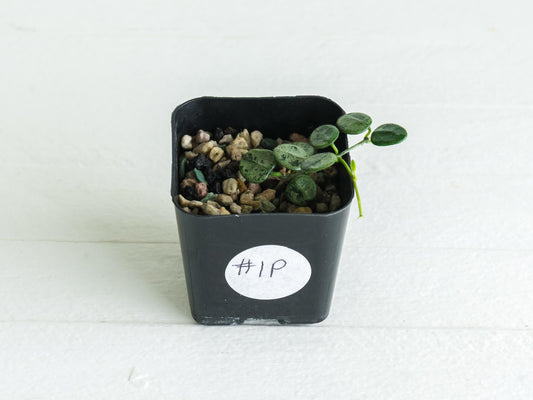 Hoya serpens (Silver) | 2-Inch