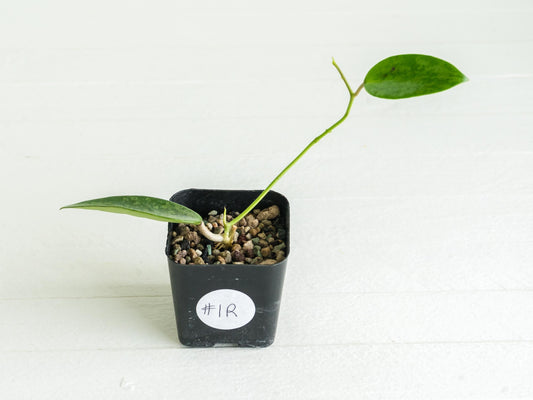 Hoya 'Rime' (Splash) | 2-Inch
