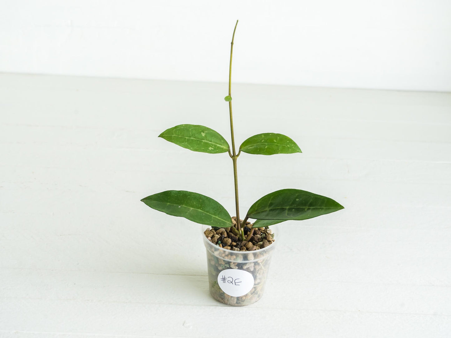 Hoya Elliptica | 2-Inch