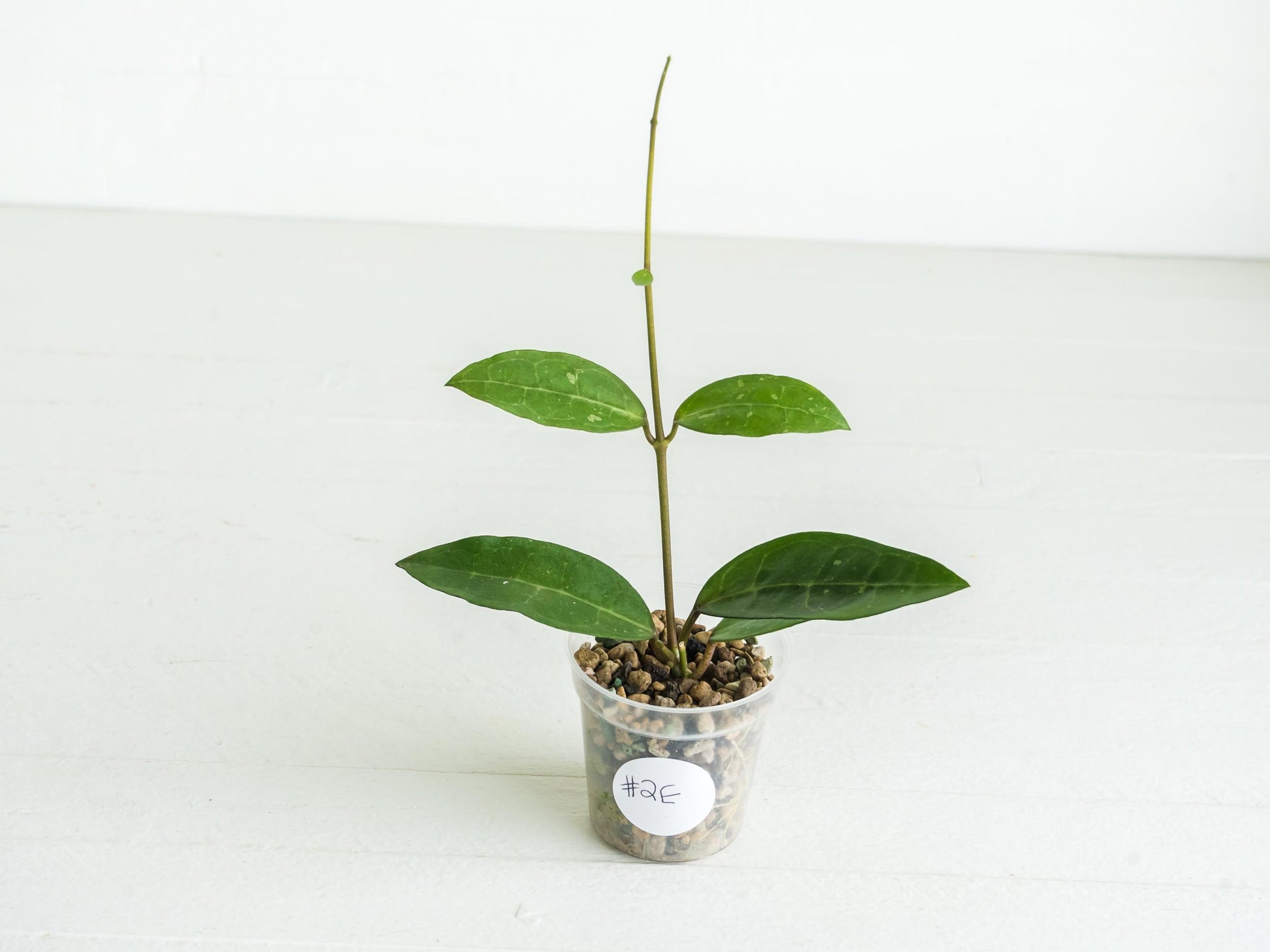 Hoya Elliptica | 2-Inch