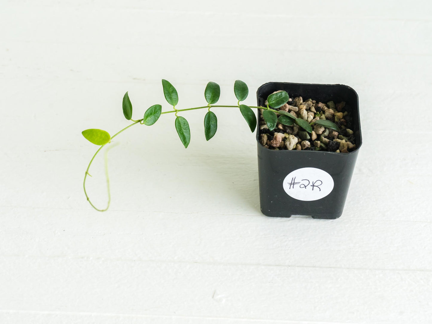 Hoya pulleana (IM-02) | 2-Inch