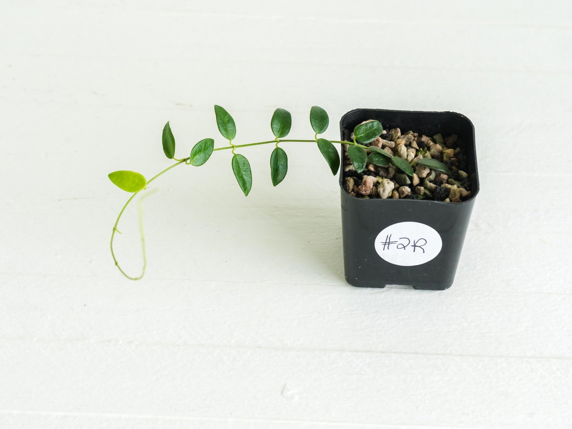 Hoya pulleana (IM-02) | 2-Inch