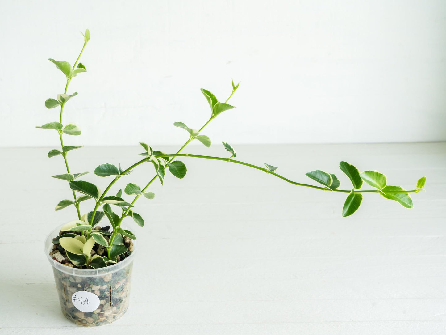 Hoya cumingiana (Albo | Outer Variegated) | 3-Inch