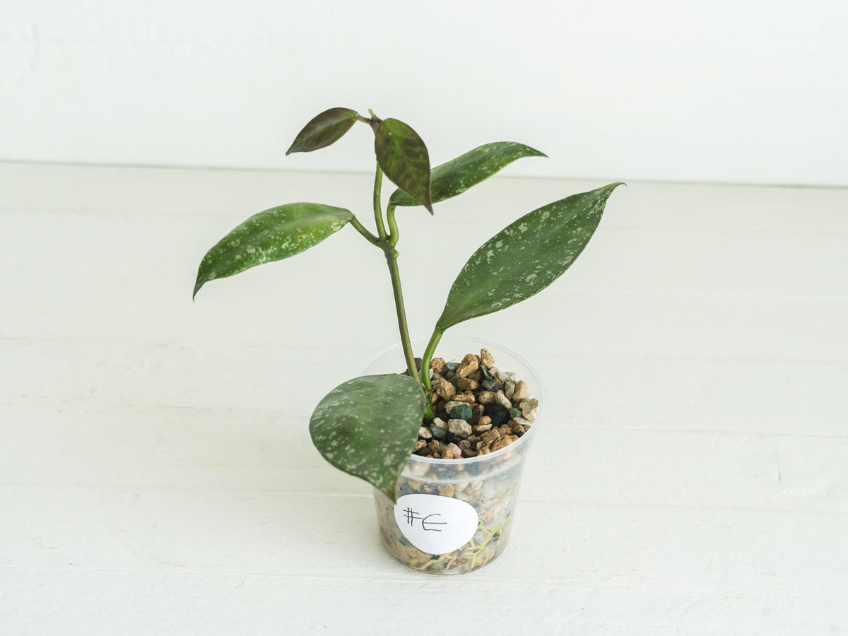 Hoya nabawanensis (Splash) | 2-Inch